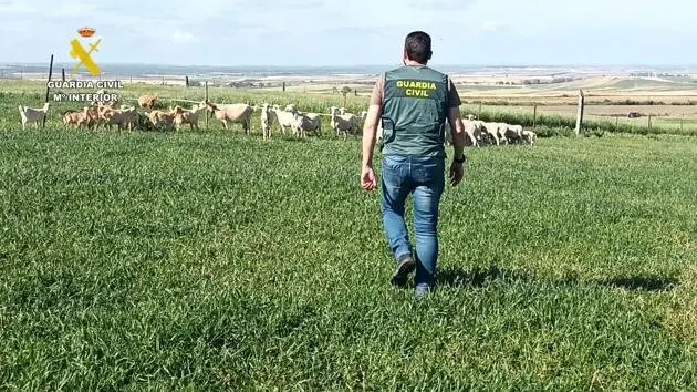 Guardia Civil detiene a seis personas y recupera más de 200 animales robados en fincas del Condado onubense