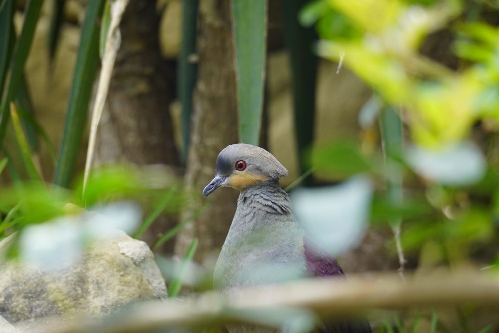 Bioparc Fuengirola recibe a la paloma perdiz jamaicana, la misteriosa “bruja de la montaña”