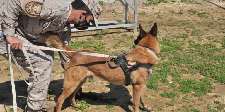Ejercicio de la Armada con unidades caninas
