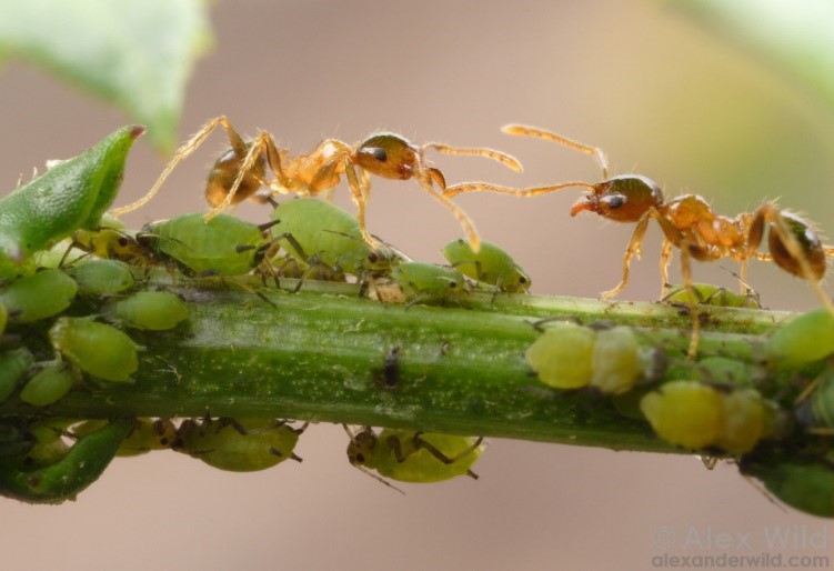 Hormigas modifican pulgones con compuestos químicos: nuevo avance para control de plagas
