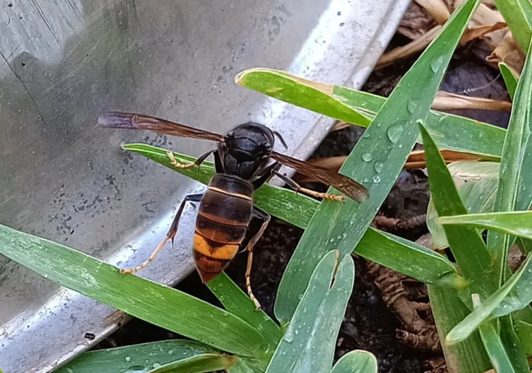 primera-avisp-velutina-asiatica-malaga-RtGIjBHBSYBlBFJySluNZuL-1200x840@Diario Sur