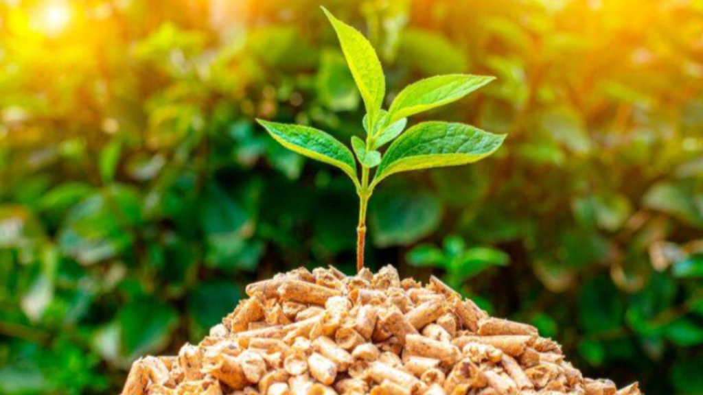 Planta que nace de la biomasa. Eman Ingeniería.