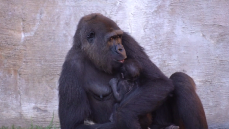 Diseño sin título - 2025-12-01T124946.550